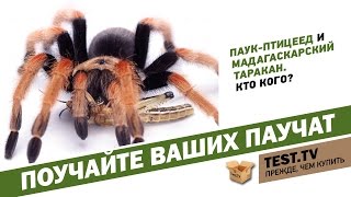 TEST.TV: Как содержать дома паука-птицееда и мадагаскарских шипучих тараканов. TEST.TV: Как содержать дома паука-птицееда и мадагаскарских шипучих тараканов.