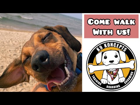Baltimore’s Best Dog Training