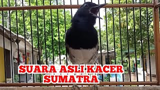 Suara Asli Kacer Sumatra Gacor Cari Lawan @sonsin net