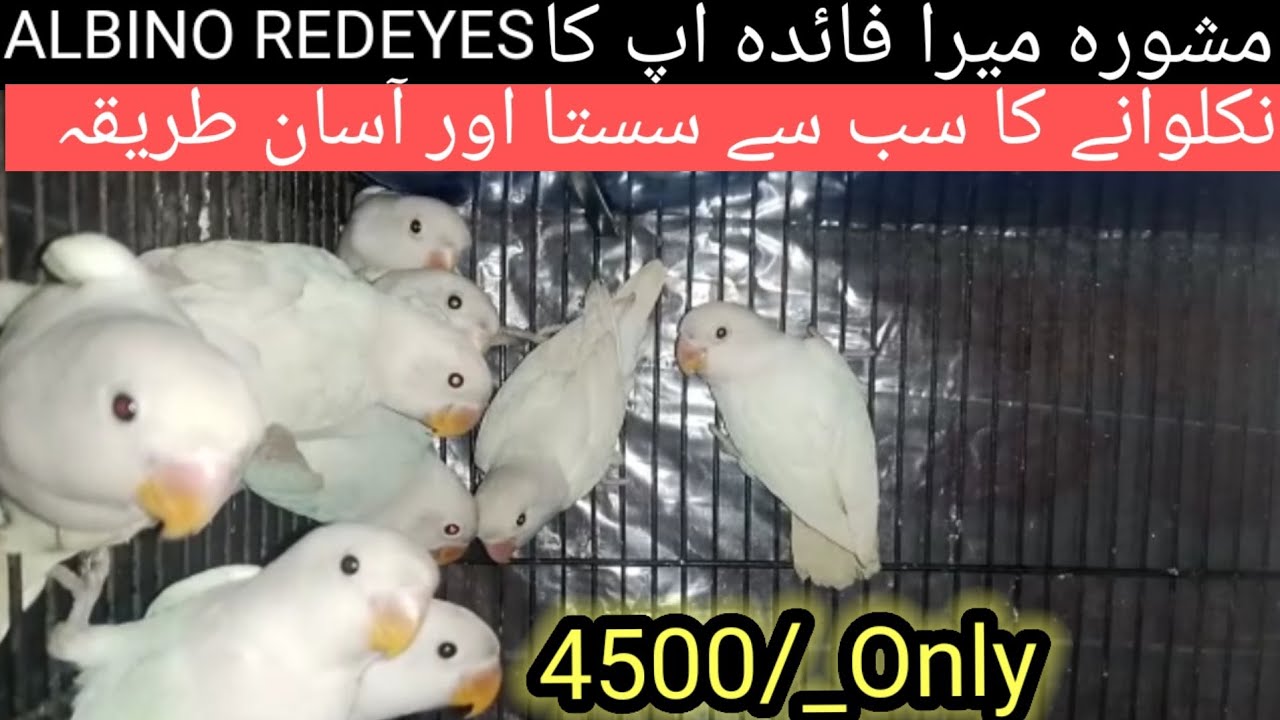 How to produce albino red eyes|Birds Info Videos