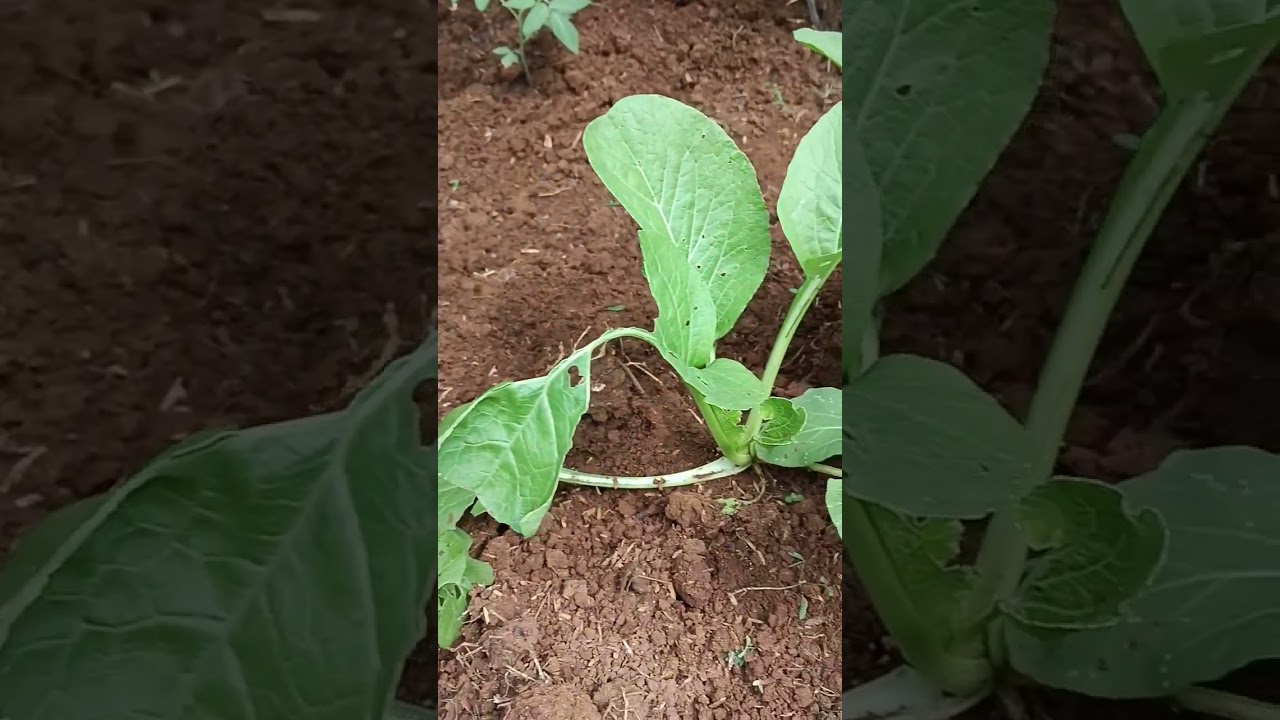 tanaman sawi terkena hama belalang