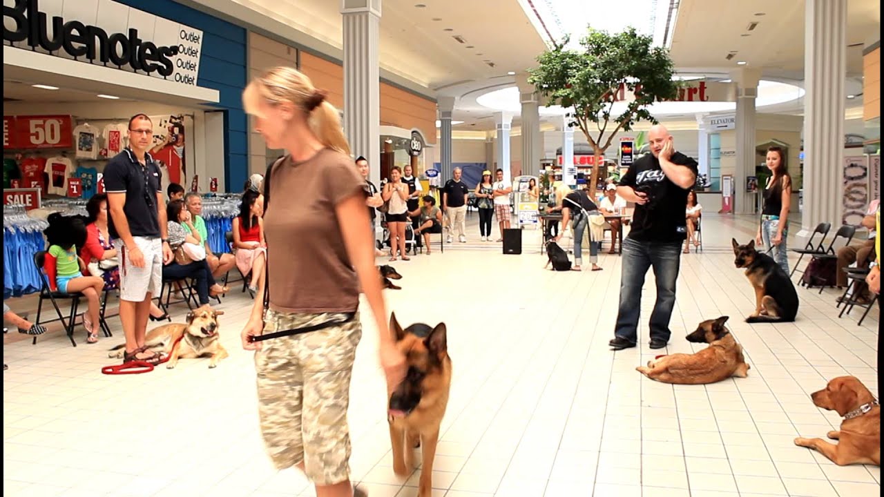 TEASER VIDEO of Beyond The Leash K9 training demonstration at local