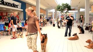 beyond the leash training