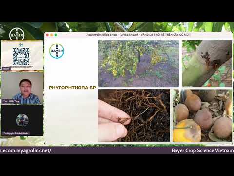 Video: Xoay Vương miện Măng tây - Tìm hiểu Về Bệnh thối Vương miện Fusarium của Măng tây