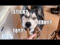 Husky REFUSES FOOD In Favour Of A TOY??