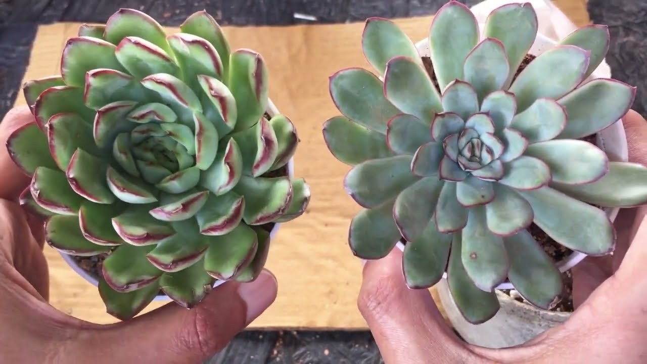 ECHEVERIA MEXICAN PULIDONIS VS ECHEVERIA PULIDONIS| SUCCULENT CARE TIPS