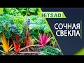 Как вырастить сладкую свеклу  🌱 Вредители свеклы