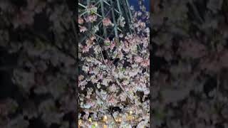 Cherry blossom spots around Japan #sakura #japanesetravel #discoverjapan #japantravel