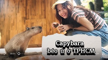 CAPYBARA béo ú ở Sài Gòn – Vua chill giữa lòng thành phố | Thảo Cầm Viên