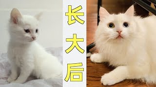 中华田园真是宝藏猫啊小时候那么丑长大后赛布偶