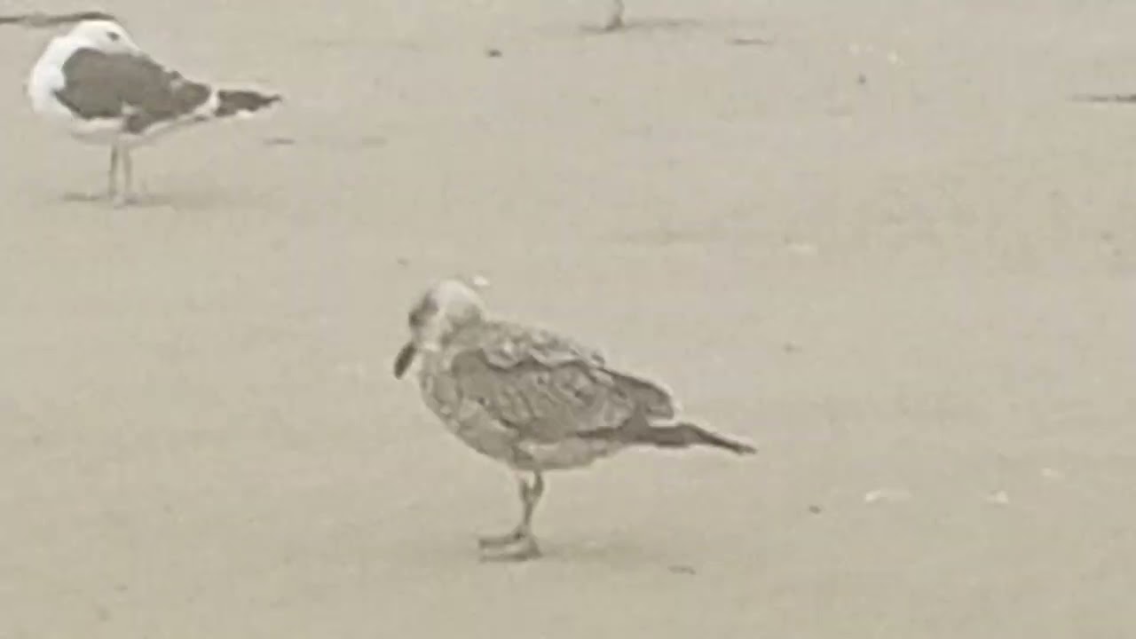 4 de janeiro  2026  verão  praia grande 