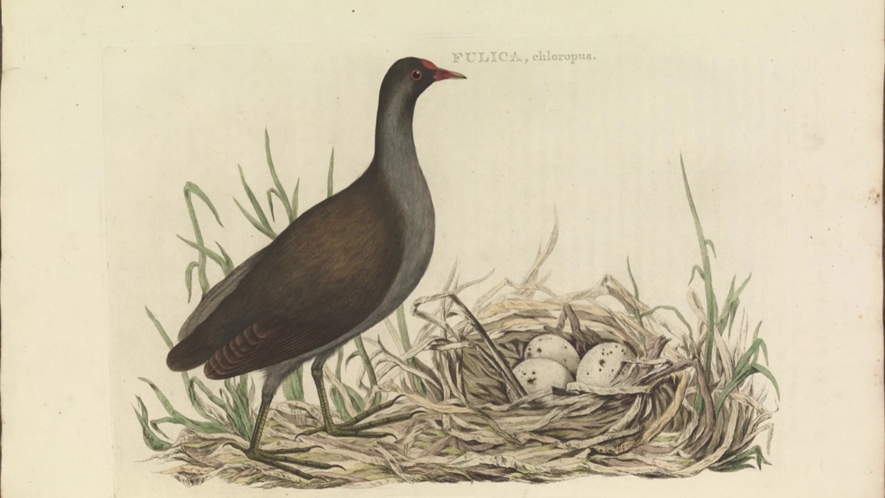 Nederlandsche Vogelen Nozeman en Sepp