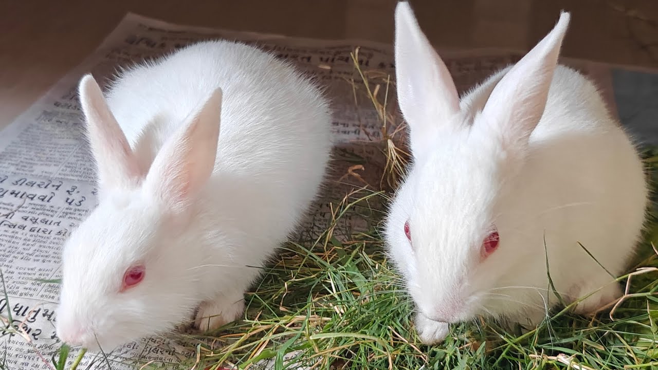 Radha Krishna Pets 🐇 | Cute Rabbit Shorts & Care Tips