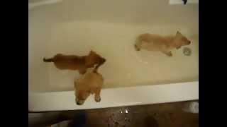 Puppy Bath