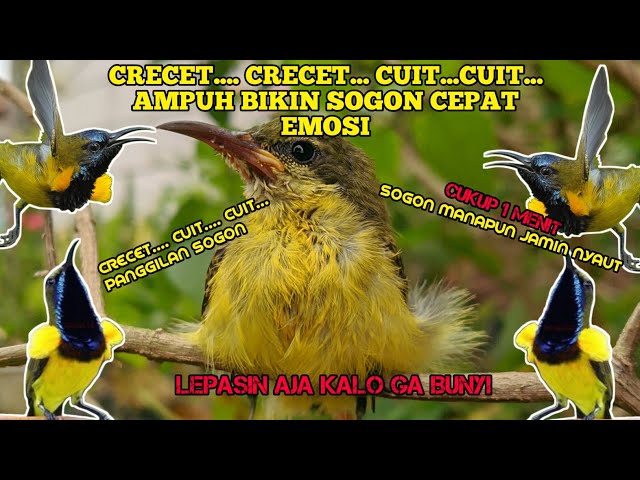 CRECET....CRECET....CUIT PANCINGAN AMPUH BURUNG SOGON BAHAN AGAR EMOSI class=