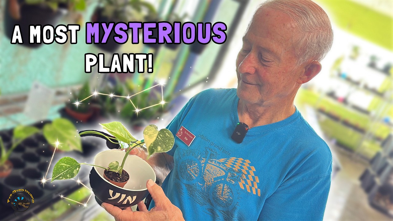 How to Take Care of the Most Beautiful Thai Constellation Monstera! 🌿