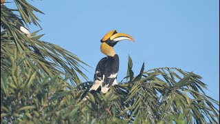 BIRDS OF GOA The Western Ghats