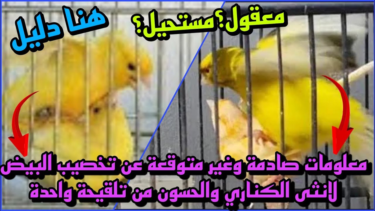 هل تلقيحة واحدة فقط تسطيع إخصاب بيض أنثى الكناري والحسون