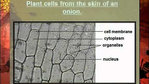 Lesson 4 Segment 1 SD Video Sharing copy