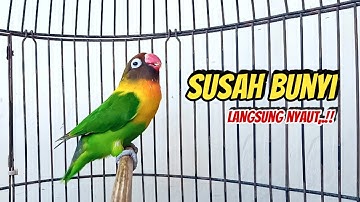 Suara Lovebird Ngekek Panjang KOEK KOEK Pancing Emosi, Lovebird Macet Susah Bunyi Langsung BUNYI