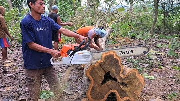 felling a hollow teak tree - STIHL MS 881 Monster Saw