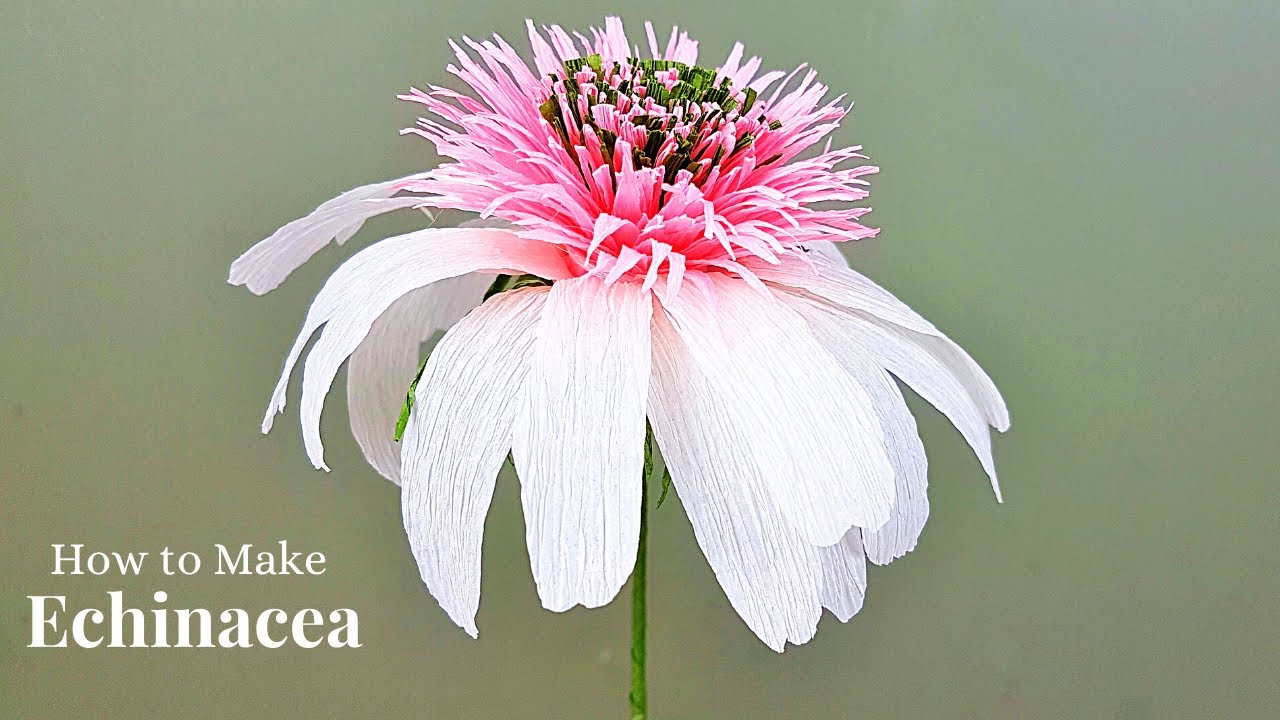 How to make Coneflower (Echinacea) Using Crepe Paper|Echinacea (Crepe) Paper Flower |MA Cook & Decor