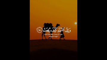 { أفلا ينظرون إلي الأبل كيف خلقت } سورة الغاشية