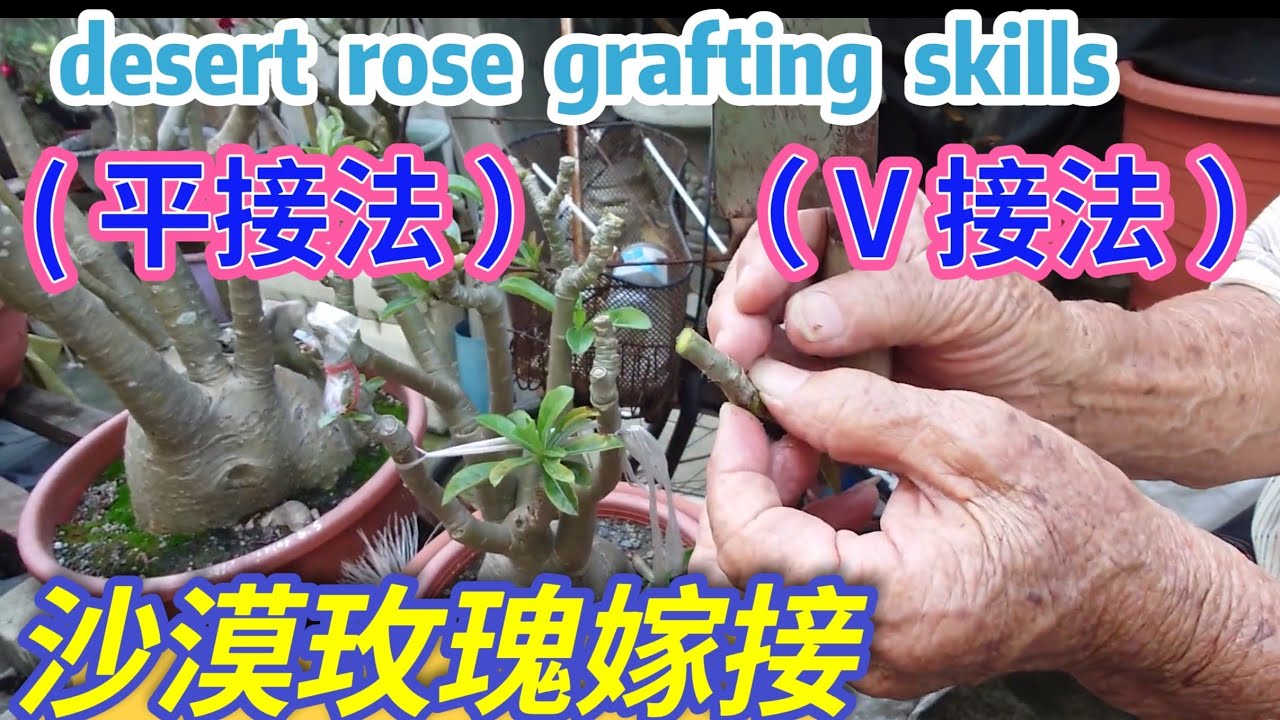 沙漠玫瑰嫁接(平接）（V接)Adenium grafting skills