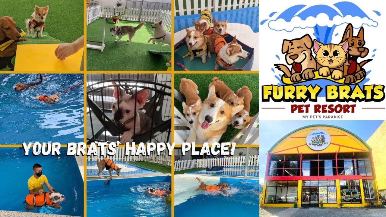 FURRY BRATS PET RESORT PASIG Sophie’s Grooming time! YouTube