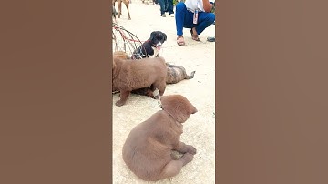 cute dog Bé Hmong cộc  nâu đỏ mập mạp đáng yêu nhất chợ chó #dog #thucung #pets #animals #cute