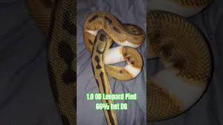 1.0 OD Leopard Pied 66% het DG