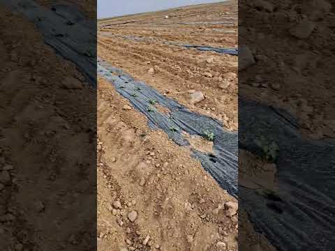 Abaaba Waan Jedhamu Beektu Laata