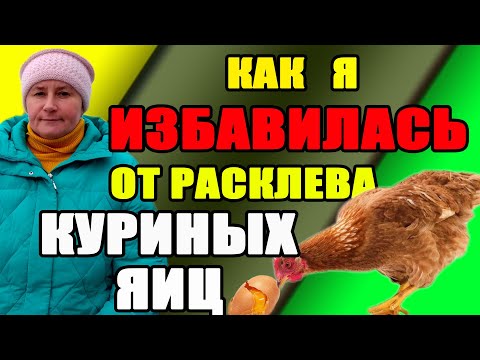 Расклев яиц у кур. Причины и мои решения.