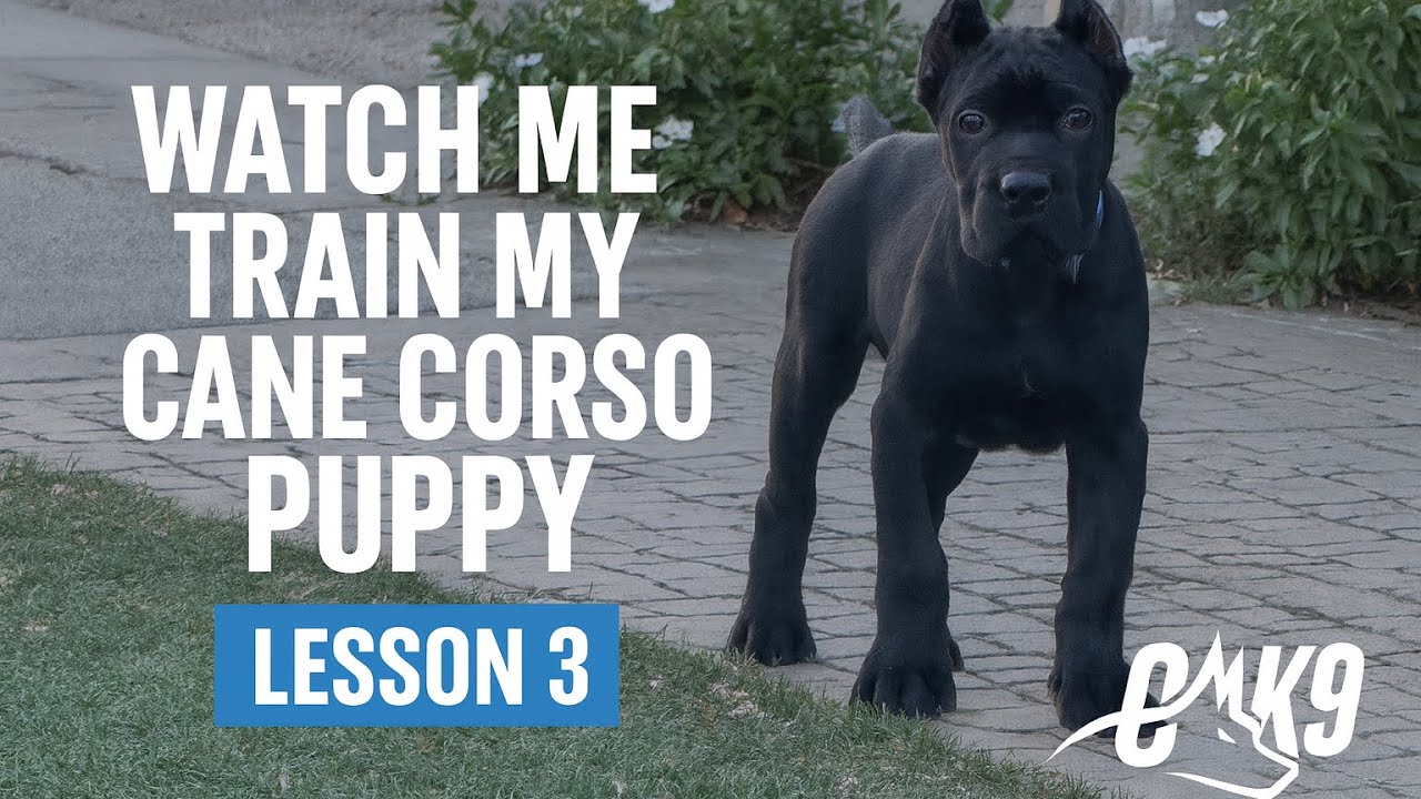 Cane Corso puppy training 
