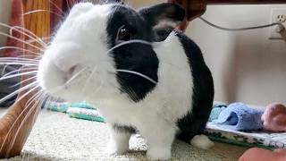 RABBITS SHOULD COST ONE MILLION DOLLARS