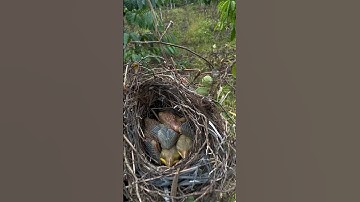 panen anak burung cendet #shors #burung #bolang #burungcendet