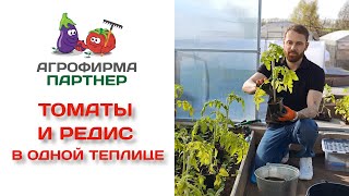 Томаты и редис в одной теплице