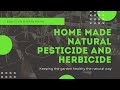 Planting Update with home made natural pesticide and herbicide