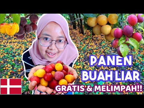 Video: Pokok Mirabelle