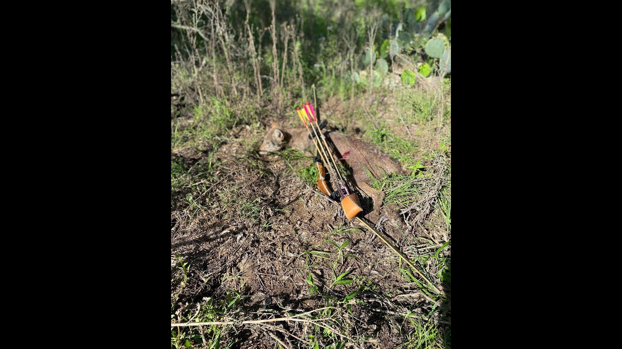 traditional archery coyote hunt YouTube