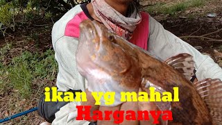 inilah ikan langka dan mahal harganya wow Amazing 😮😮. kacapirit channel