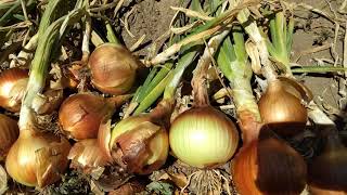 Sweet Spanish Yellow Onions - From Seed to Bulb
