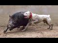 Запрещенные Тренировки Собак Снятые на Видео