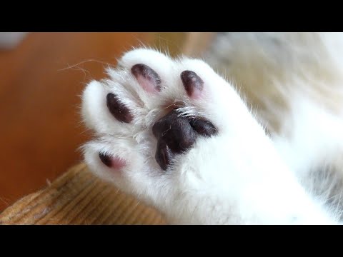 肉球をぷるぷるにされるねこ。-The care of Maru&Hana's paws.-