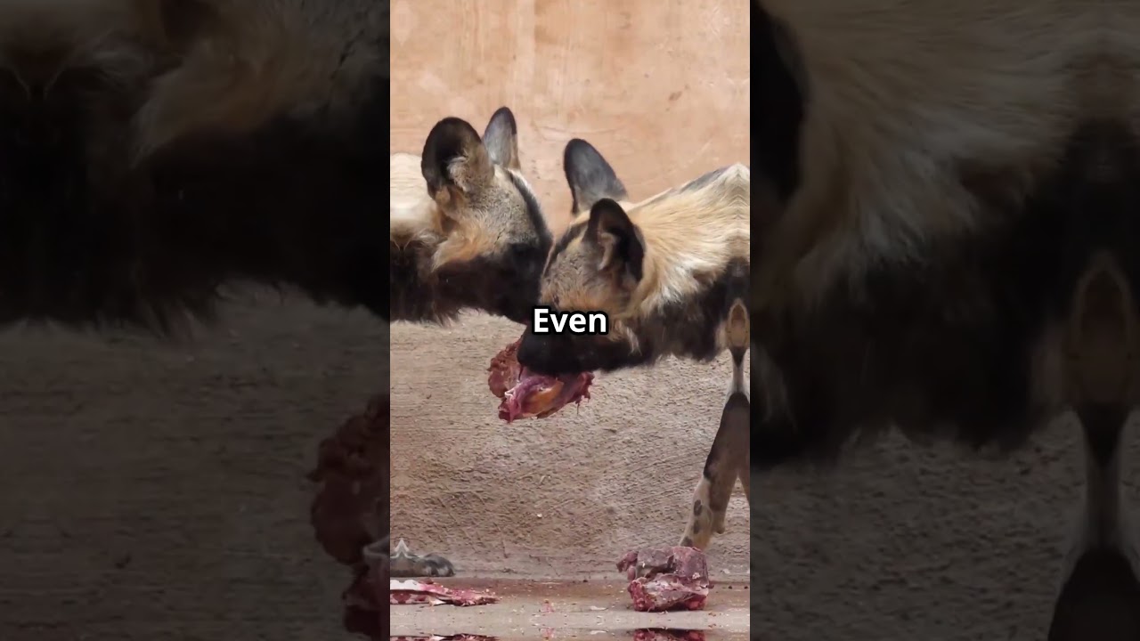 Why Do Dogs Bury Things 🐶