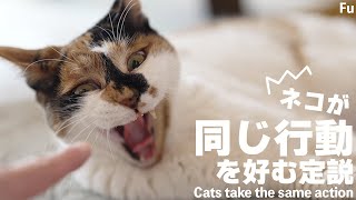 猫が同じ行動を好む定説 by MAKO0MAKO0 / まこまこ 476 views 2 weeks ago 3 minutes, 29 seconds