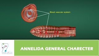 Annelida General Charecter