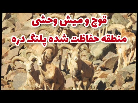 قوچ و میش وحشی منطقه حفاظت شده پلنگ دره