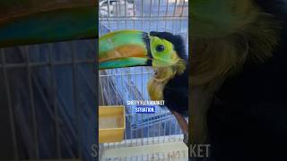 TOUCAN SAM AT A FLE MARKET ? The girls go undercover to save this toucan in this wild ass story !