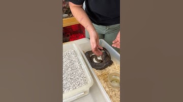 Our Ball Python just had babies🤩🙌